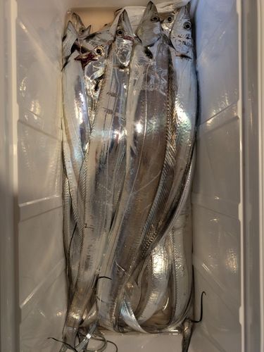 タチウオの釣果