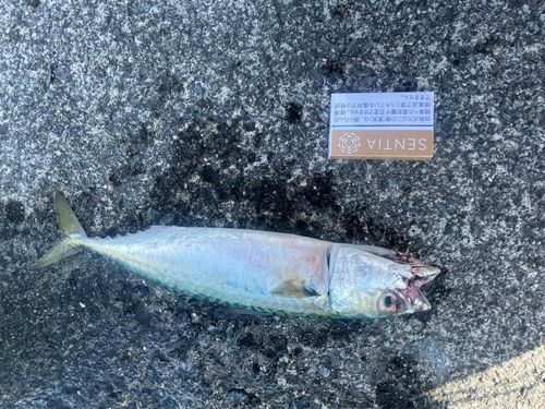 サバの釣果