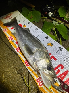 シーバスの釣果