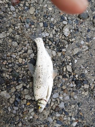 ワタカの釣果