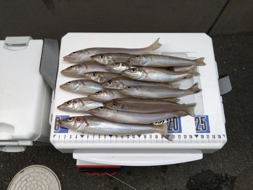 キスの釣果