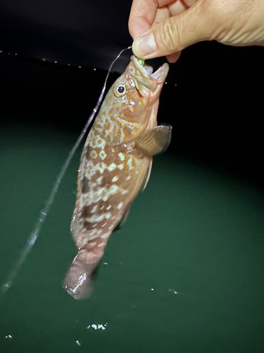 アコウの釣果