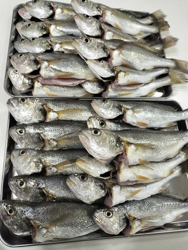 若洲海浜公園海釣り施設