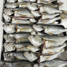 イシモチ