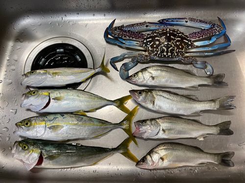 コゾクラの釣果