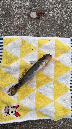 マハゼの釣果