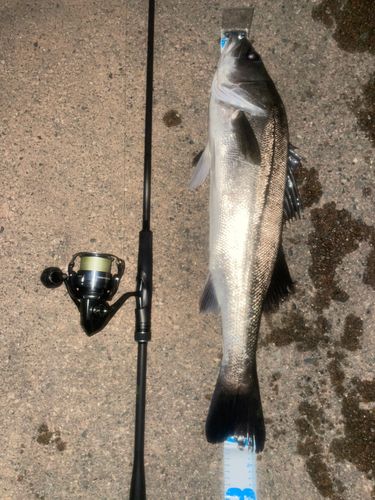 シーバスの釣果