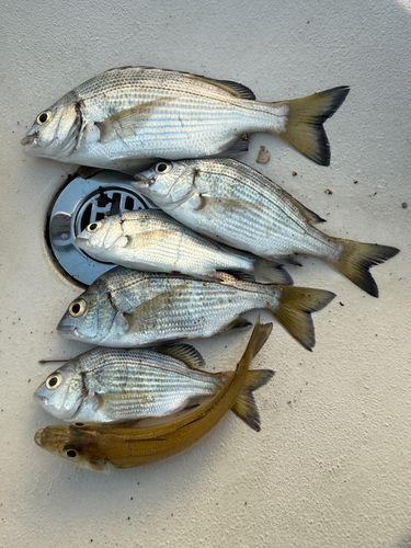 チンチンの釣果