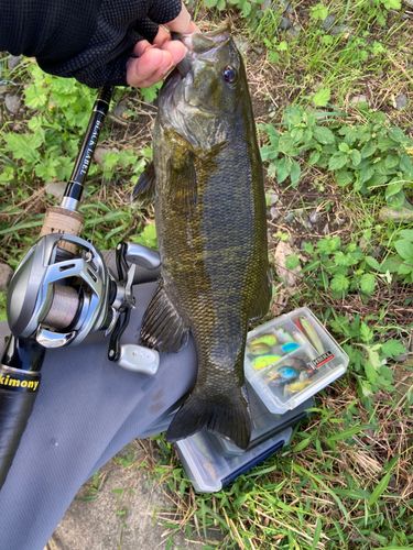 スモールマウスバスの釣果
