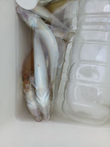 シロギスの釣果