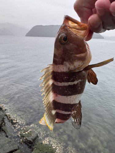 舞鶴湾