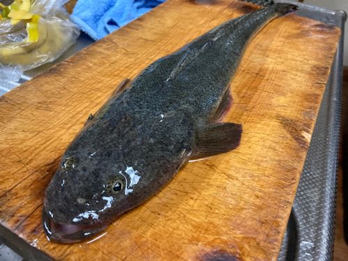マゴチの釣果