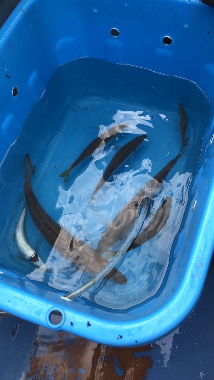 mama Lemonさんの釣果 3枚目の画像