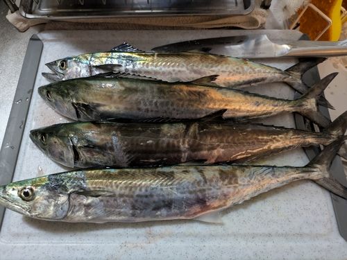 釣果