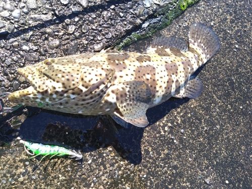 ヤイトハタの釣果