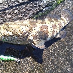 ヤイトハタ
