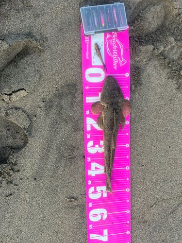 マゴチの釣果