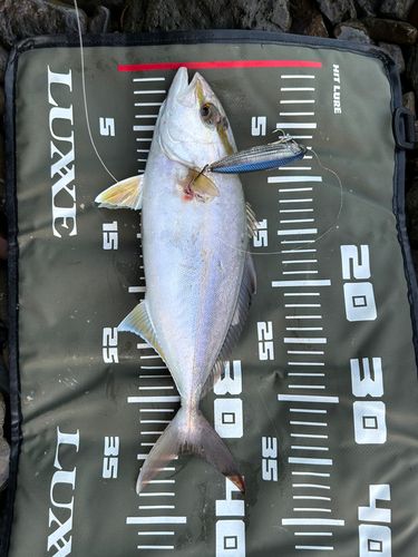 ネリゴの釣果