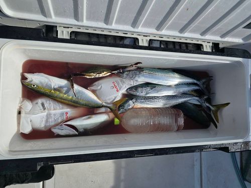伊勢湾湾奥