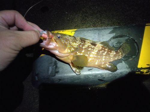 キジハタの釣果