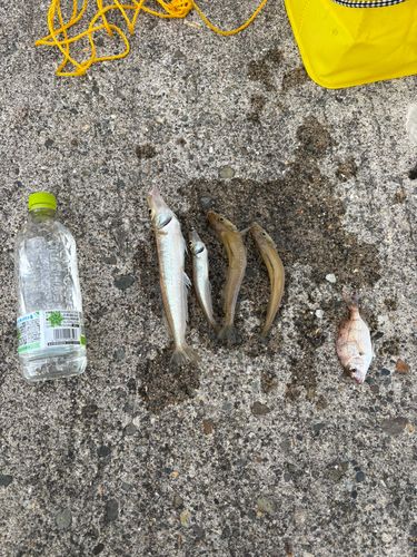 堅苔沢漁港