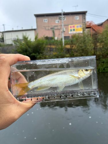 カワムツの釣果