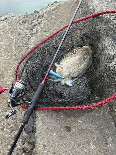 コウイカの釣果