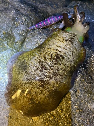 アオリイカの釣果