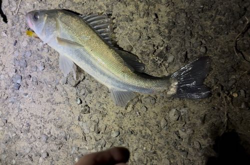 スズキの釣果