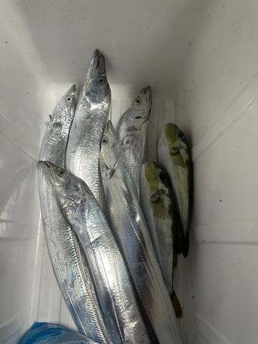 タチウオの釣果