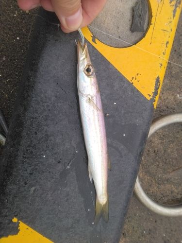 カマスの釣果