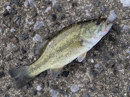 セイゴ（ヒラスズキ）の釣果