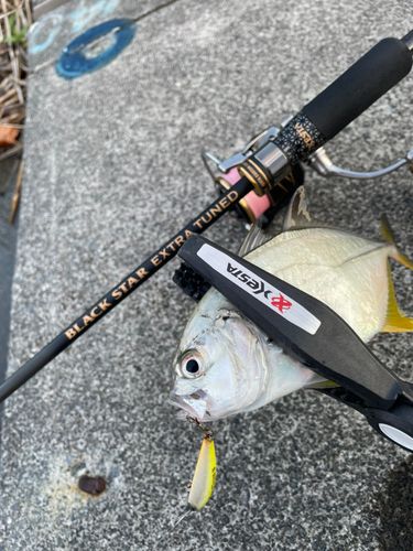 メッキの釣果