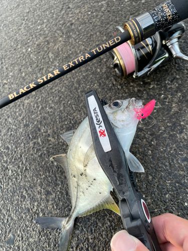 メッキの釣果
