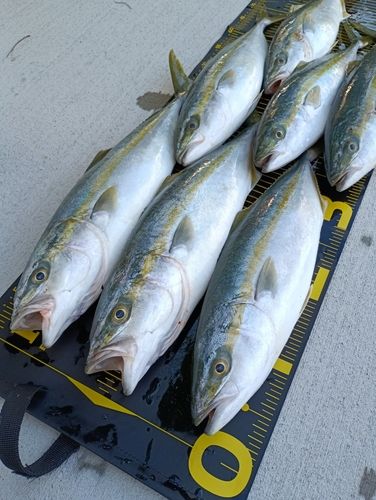 イナダの釣果