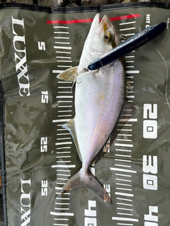 ネリゴの釣果