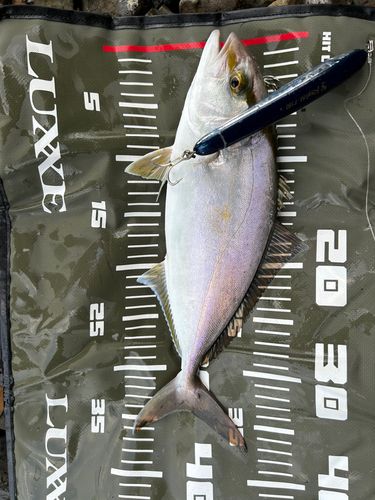 ネリゴの釣果