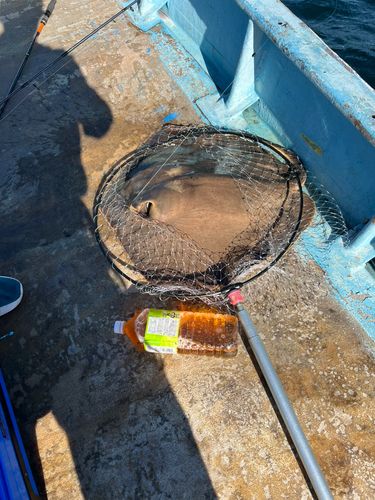 アカエイの釣果