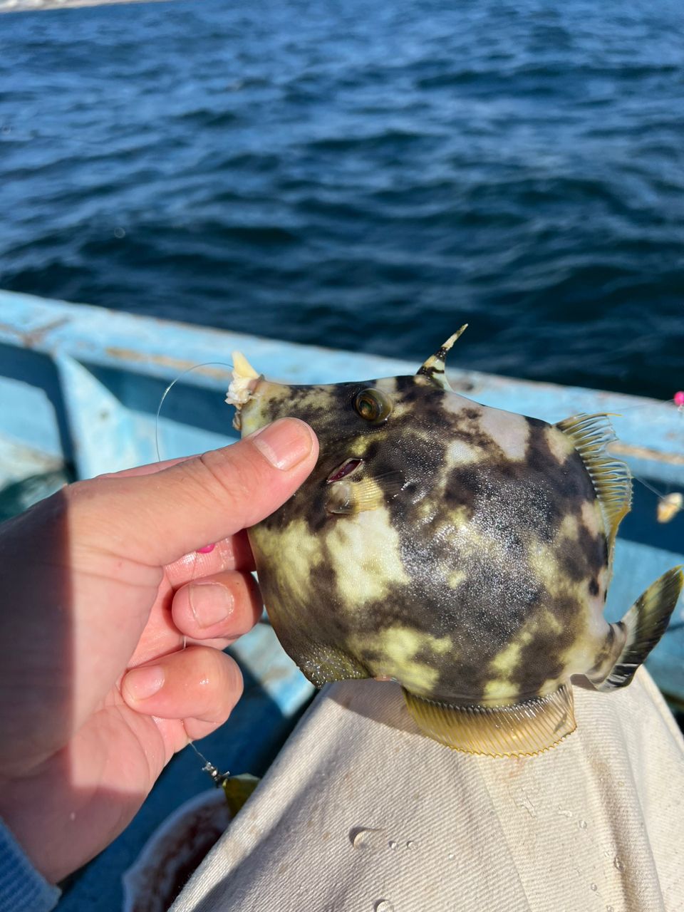 nao9さんの釣果 2枚目の画像