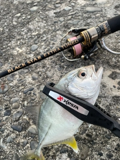 メッキの釣果