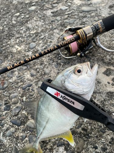メッキの釣果