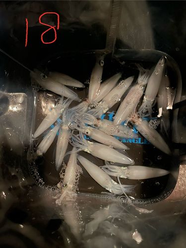 マメイカの釣果