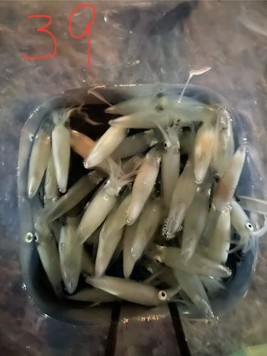 マメイカの釣果