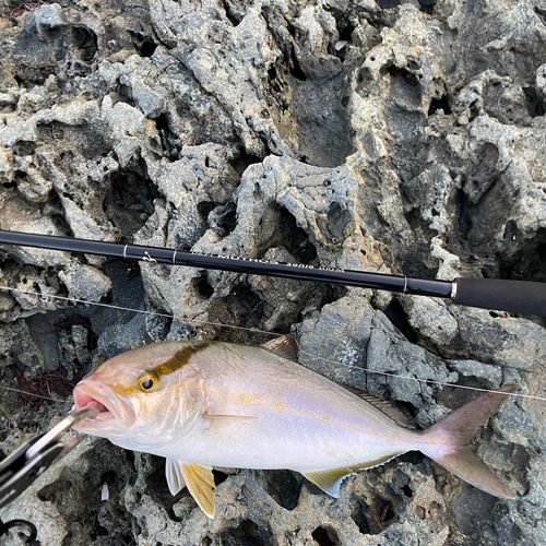 ネリゴの釣果