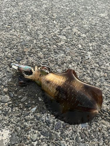 アオリイカの釣果