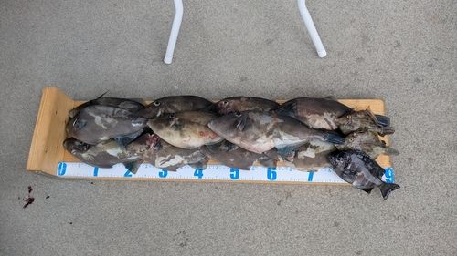 ウマヅラハギの釣果