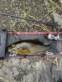 スモールマウスバスの釣果
