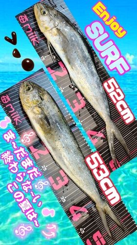 シイラの釣果