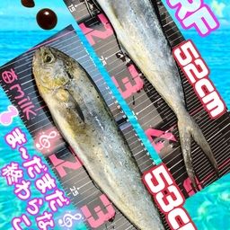 シイラ