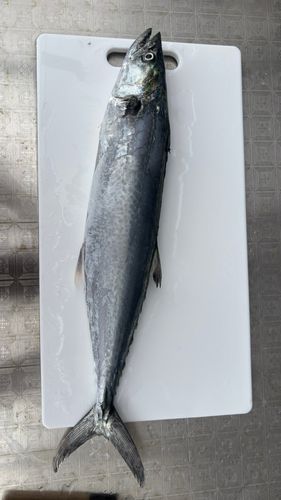 サゴシの釣果